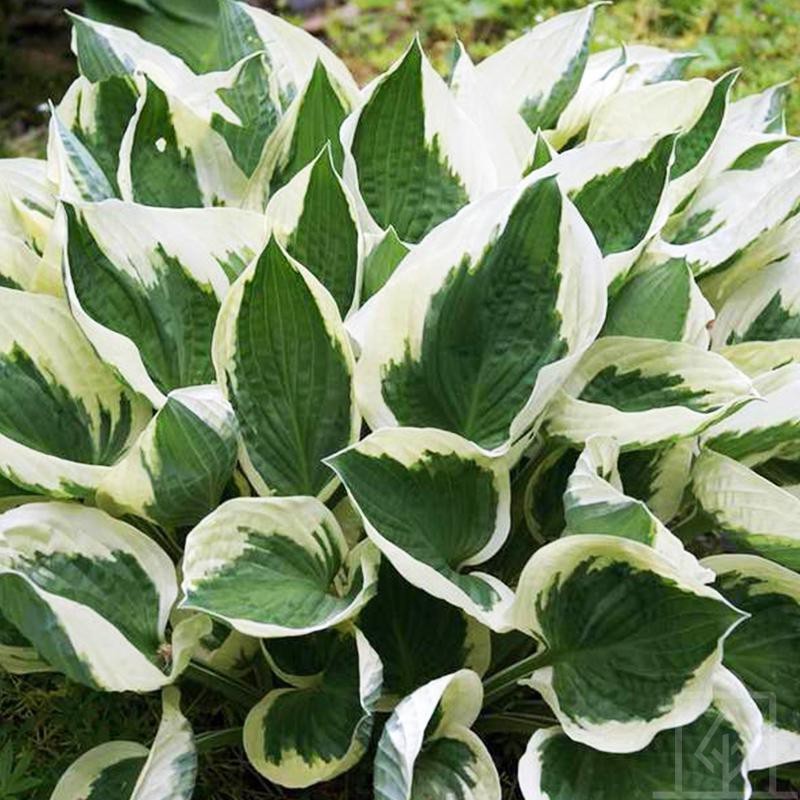 Funkia ‘Minuteman’