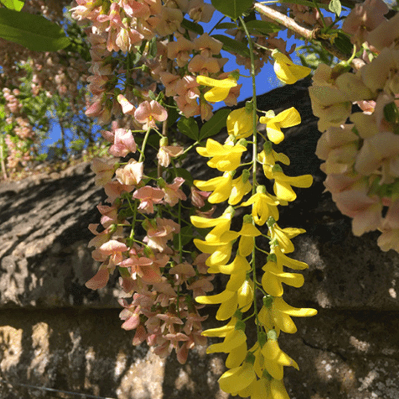 Laburnocytisus Adama