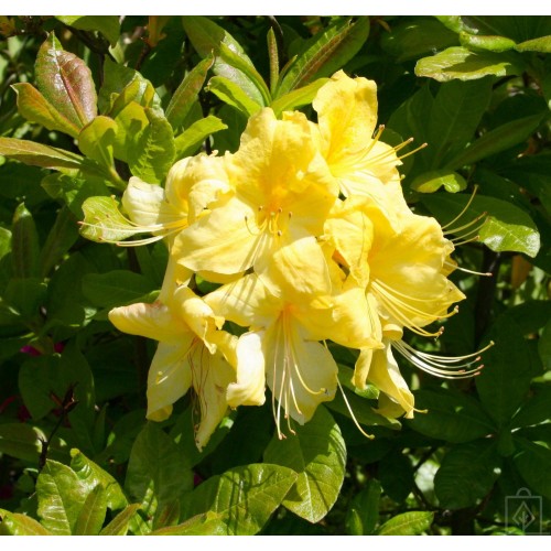 Azalia wielkokwiatowa ‘Anneke’