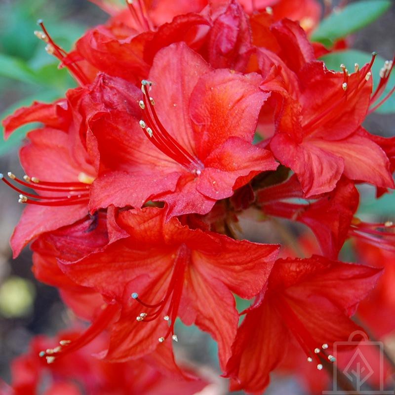 Azalia wielkokwiatowa ‘Parkfeuer’