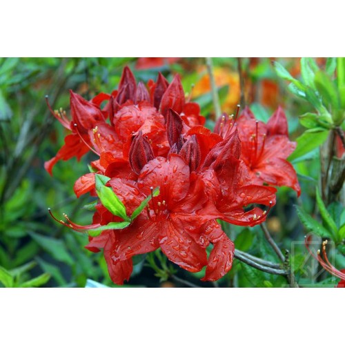 Azalia wielkokwiatowa ‘Parkfeuer’