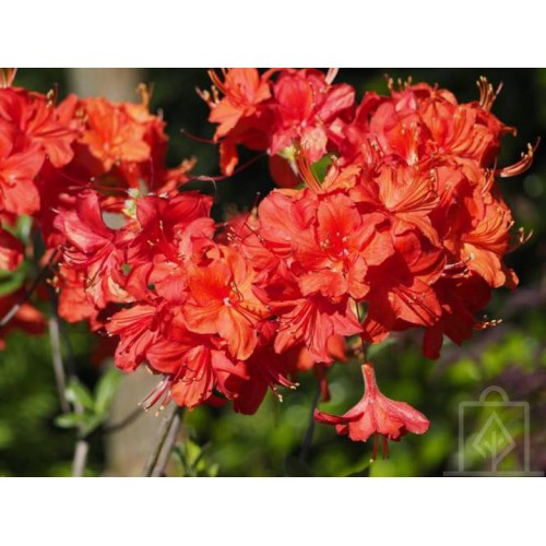 Azalia wielkokwiatowa ‘Parkfeuer’