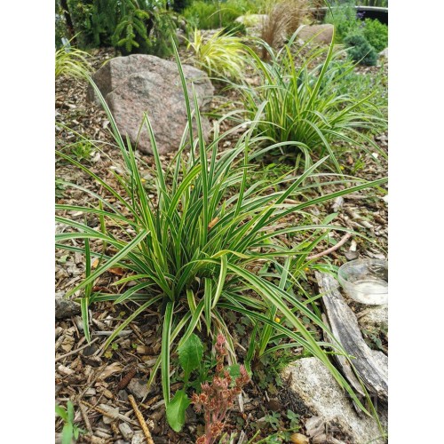 Turzyca Morrowa ‘Ice Dance’ (Carex...