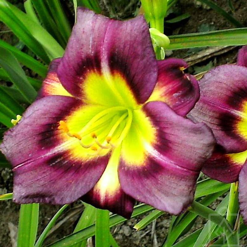 Liliowiec ‘Night Beacon’