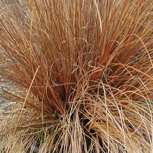 Turzyca Petriego ‘Milk Chocolate’ (Carex...