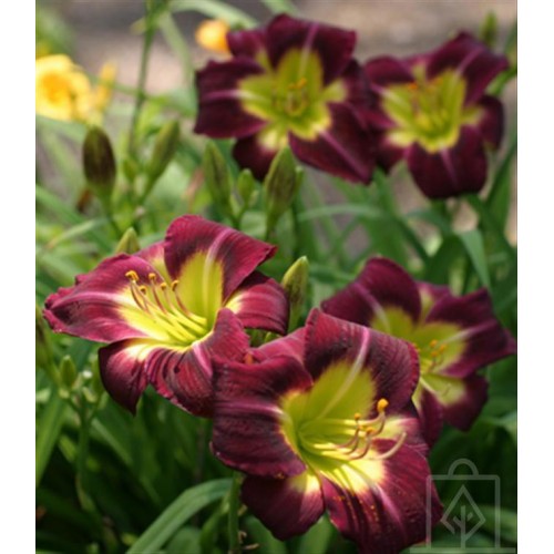Liliowiec ‘Night Beacon’