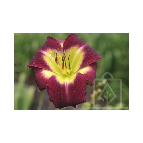 Liliowiec ‘Night Beacon’