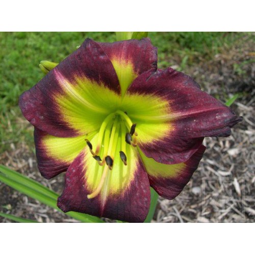 Liliowiec ‘Night Beacon’