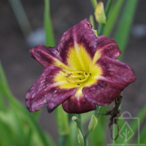Liliowiec ‘Night Beacon’