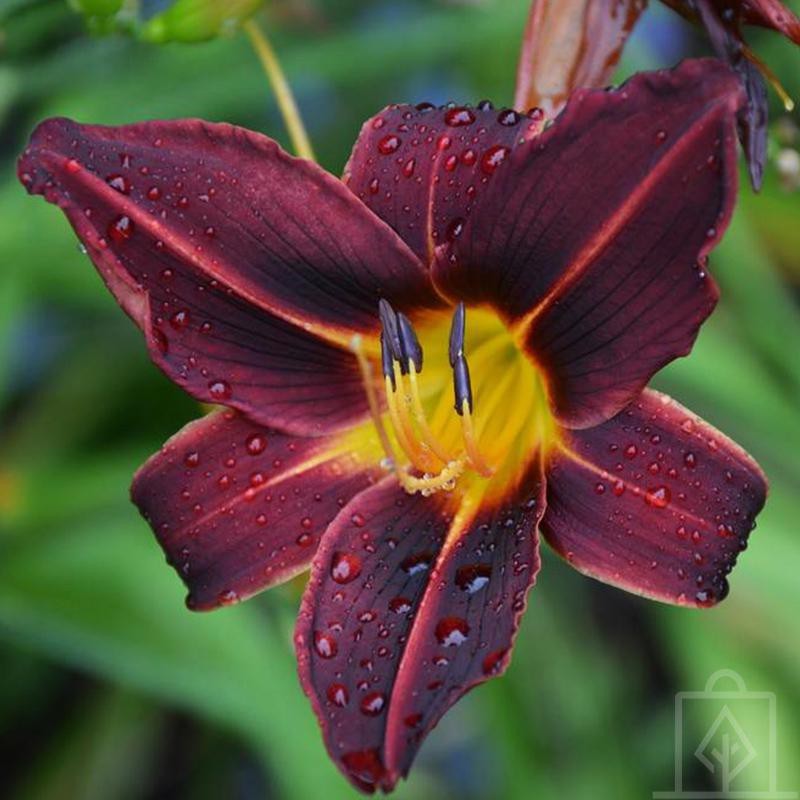 Liliowiec ‘Black Prince’