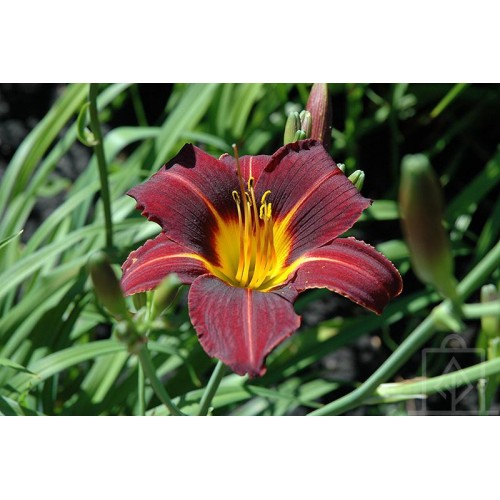Liliowiec ‘Black Prince’