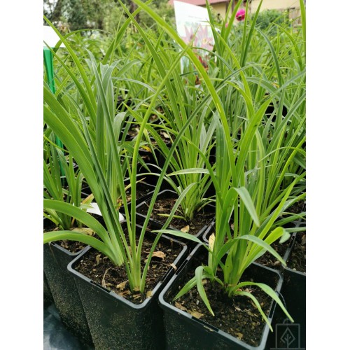 Liliowiec ‘Black Prince’