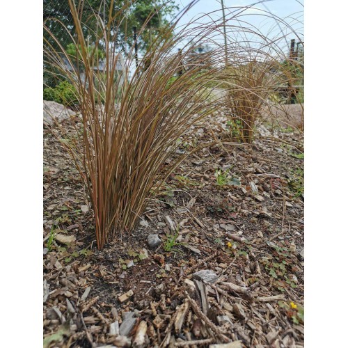 Turzyca Petriego ‘Milk Chocolate’ (Carex...