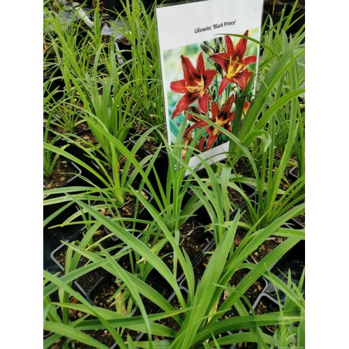 Liliowiec ‘Black Prince’