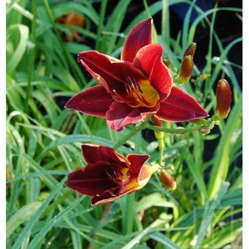 Liliowiec ‘Black Prince’