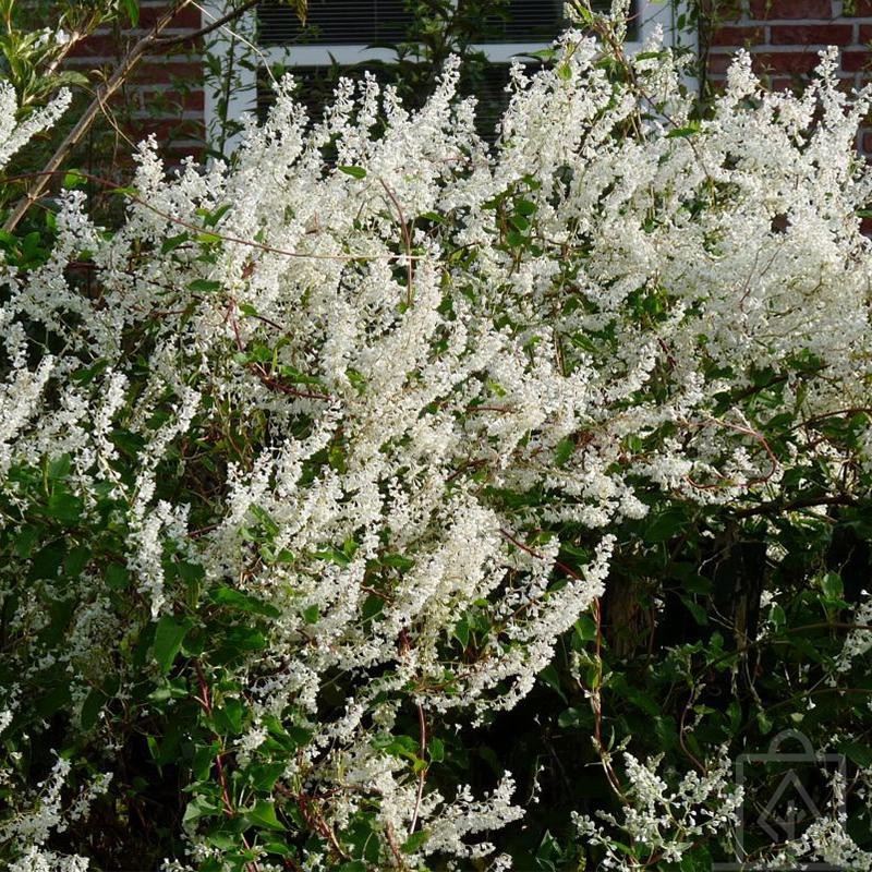 Rdestówka Auberta (Fallopia aubertii)