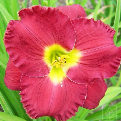 Liliowiec ‘Siloam Paul Watts’